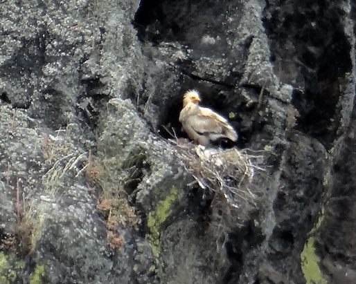 Egyptian vulture
